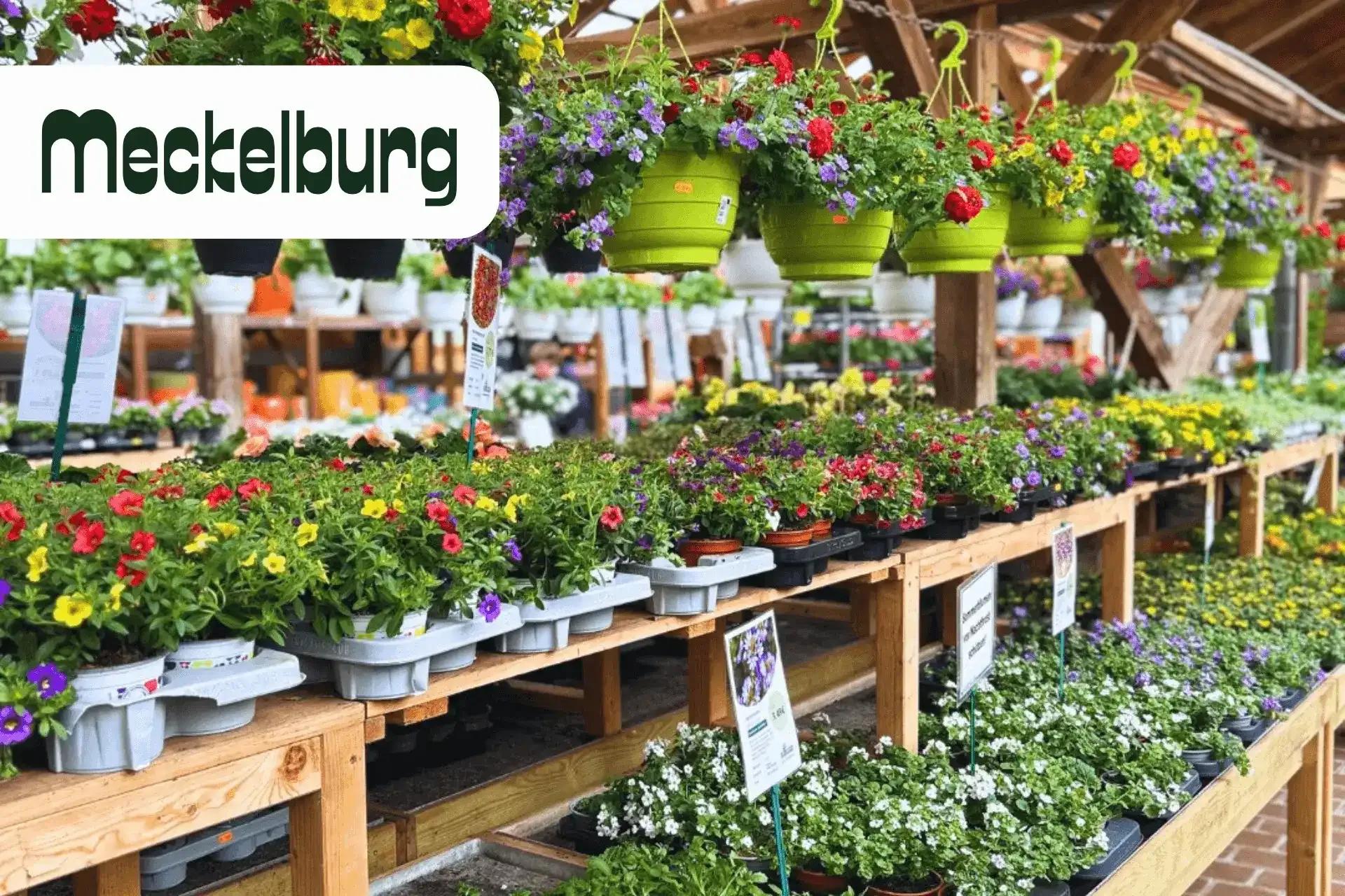 Signum Success Story Gartencenter Meckelburg