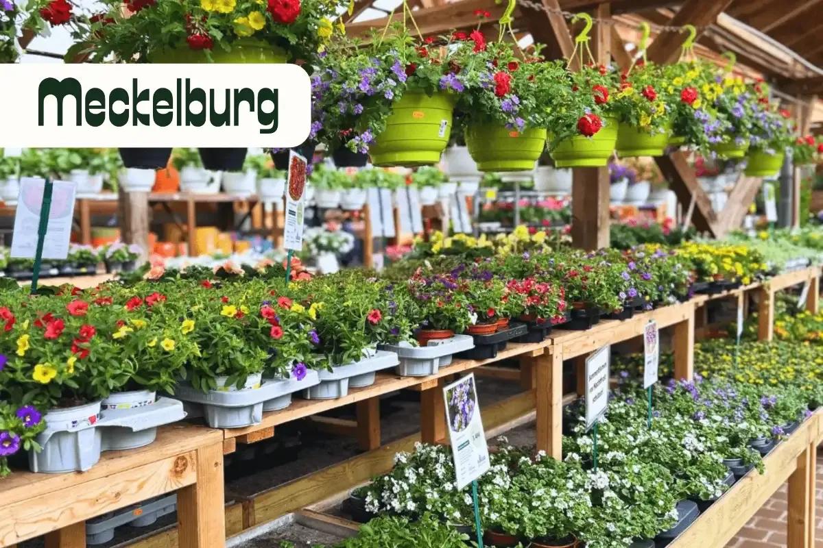 Signum Success Story Gartencenter Meckelburg