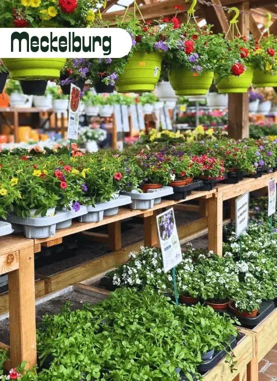 Success Story Gartencenter Meckelburg